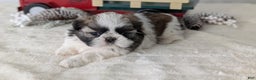 Shih Tzu dogs for sale: Talia - Ad 11