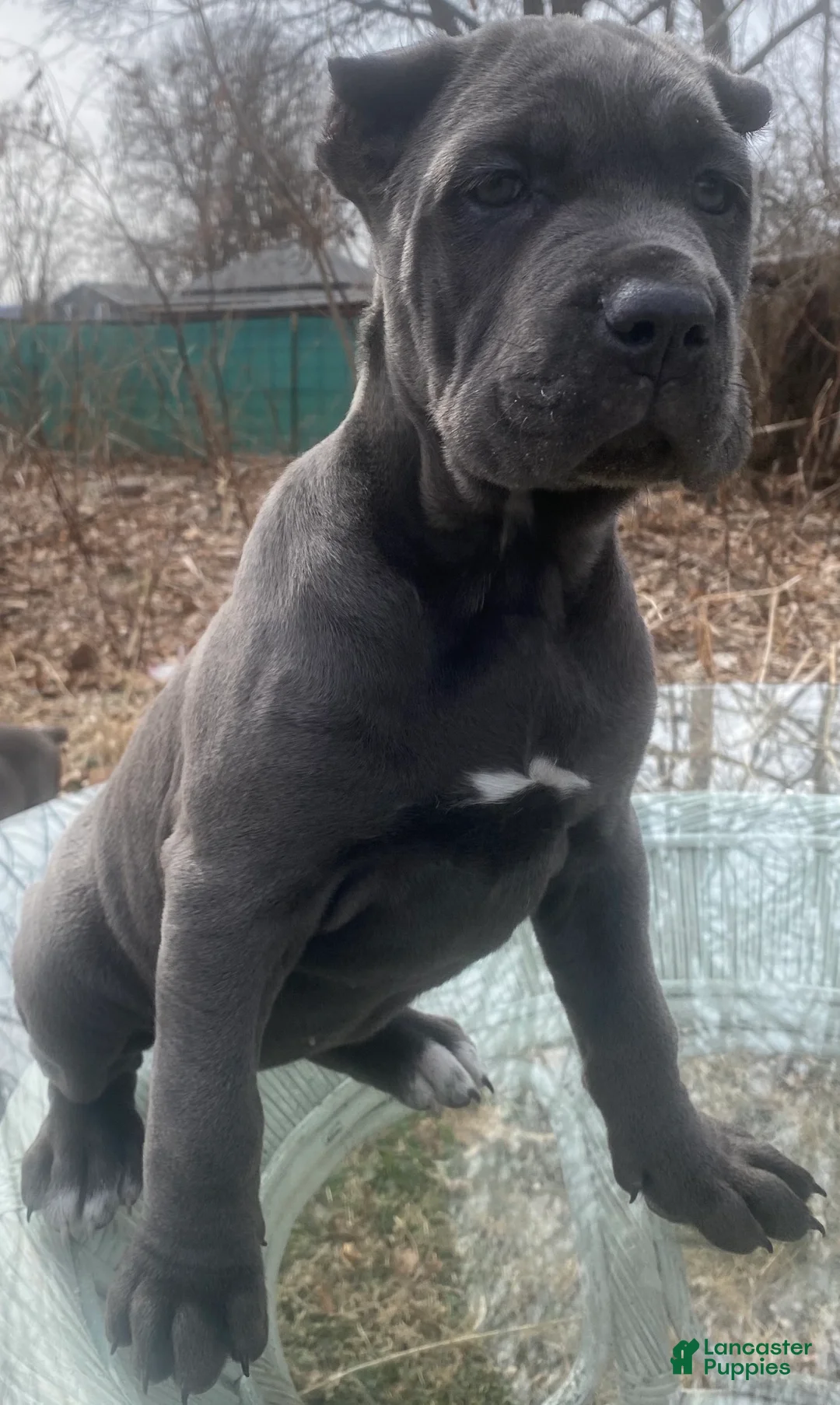 Cane Corso dogs for sale: Cane Corso Puppy 6 - Ad 2
