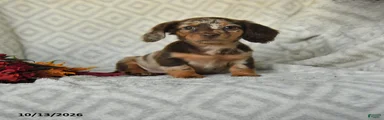 Daisy