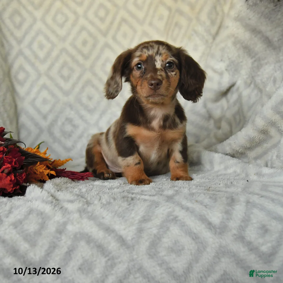 Miniature Dachshund dogs for sale: Daisy - Ad 1