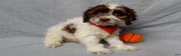 Cockapoo dogs for sale: Grant - Ad 4