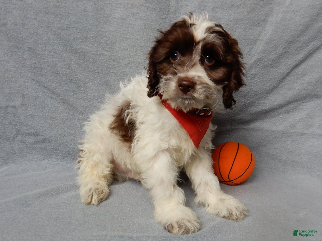 Cockapoo dogs for sale: Grant - Ad 4