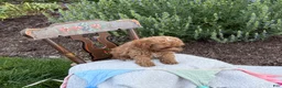 Toy Poodle dogs for sale: Blaze - Ad 14