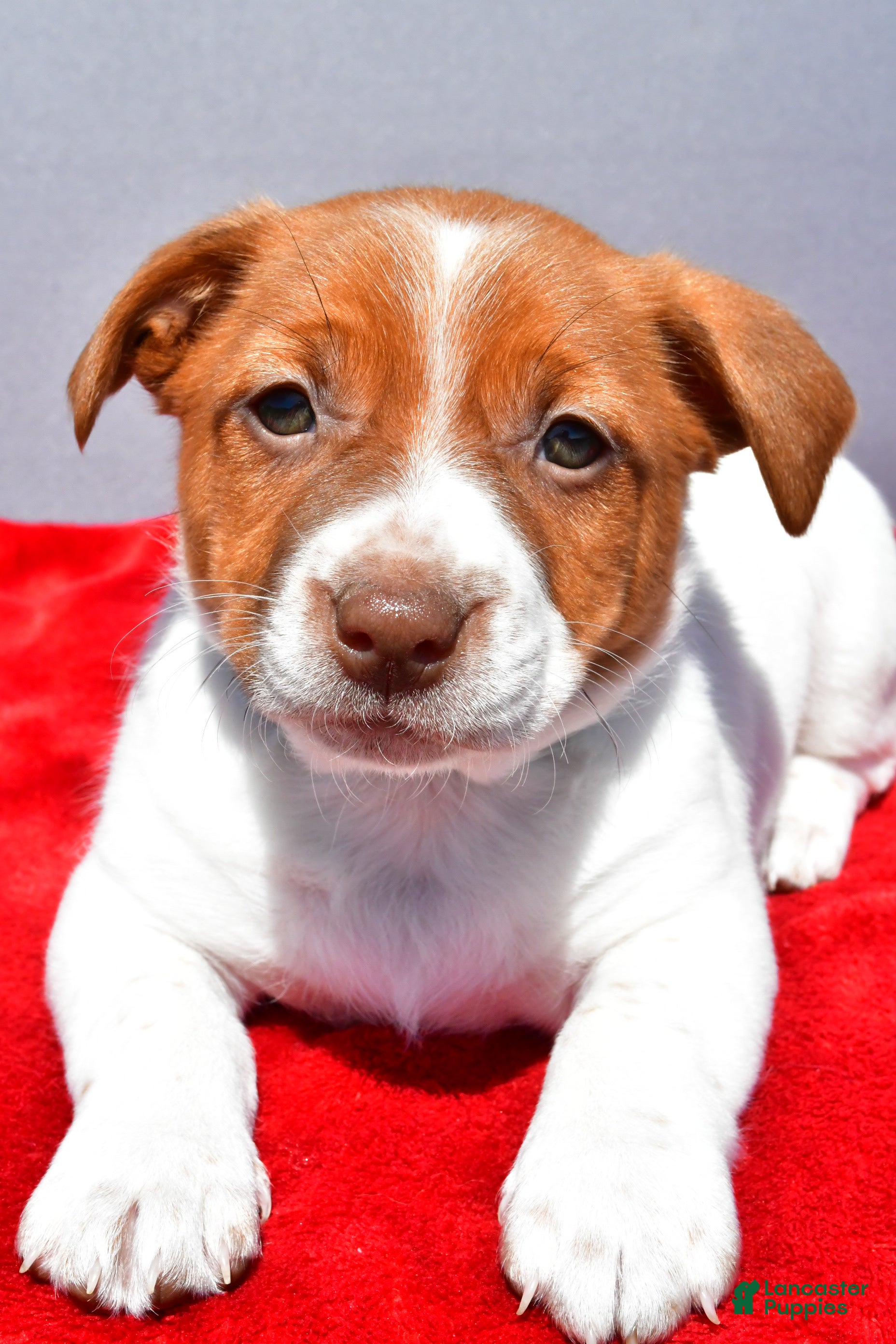 Jack Russell Terrier dogs Lexy - Ad 1