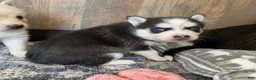 Pomsky dogs for sale: Clover - 2 Year Health Contract- Family Loved and Raised  - Ad 3