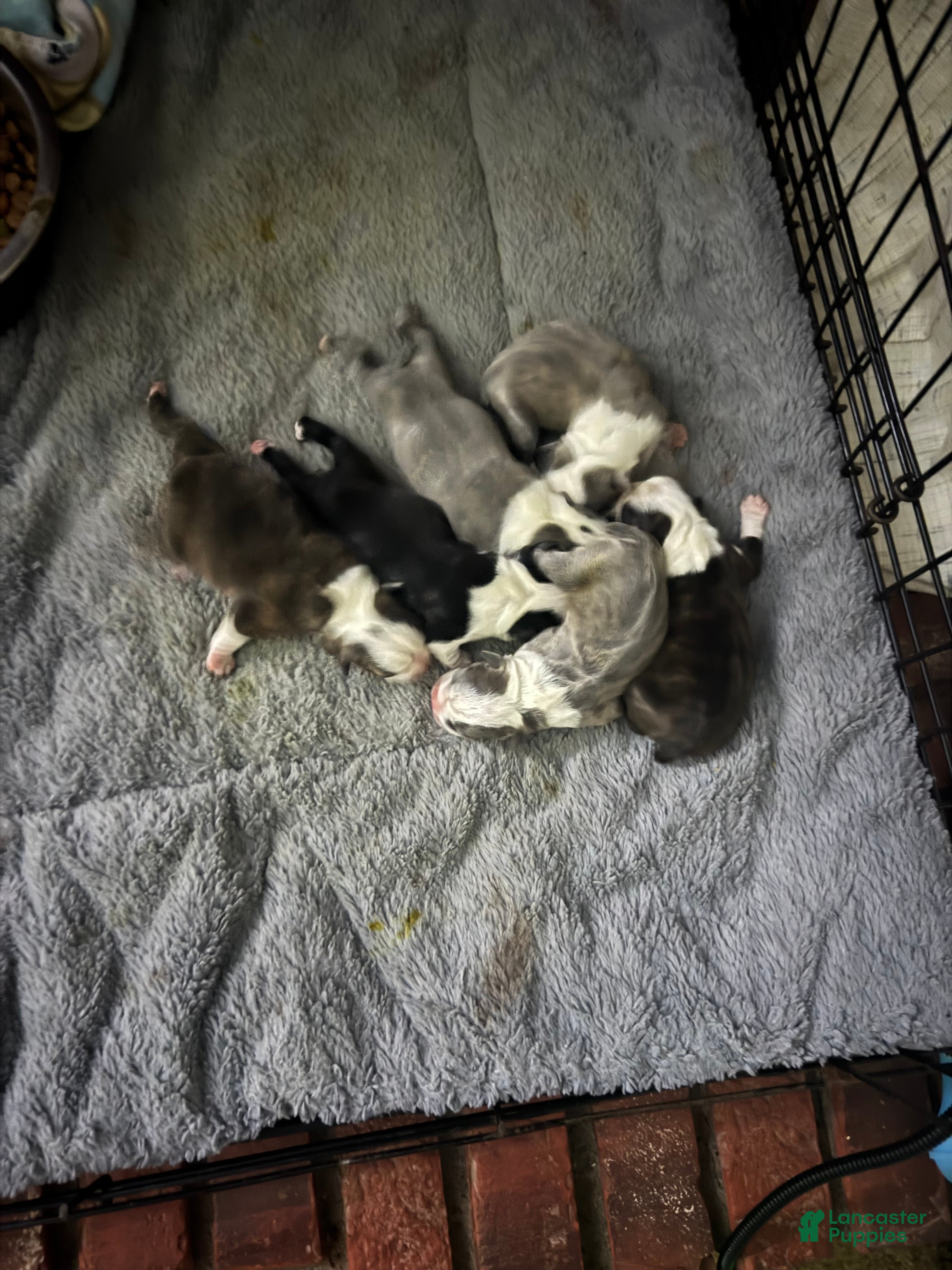 Boston Terrier dogs Boston Terrier Puppy 5 - Ad 34