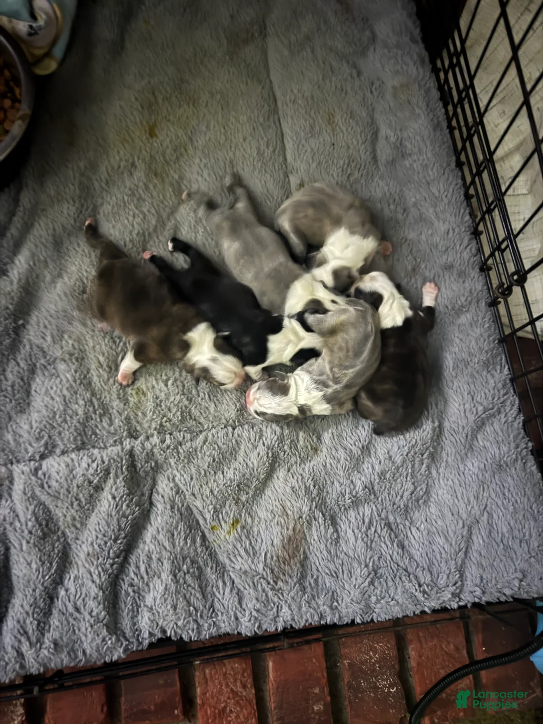 Boston Terrier dogs for sale: Boston Terrier Puppy 5 - Ad 1