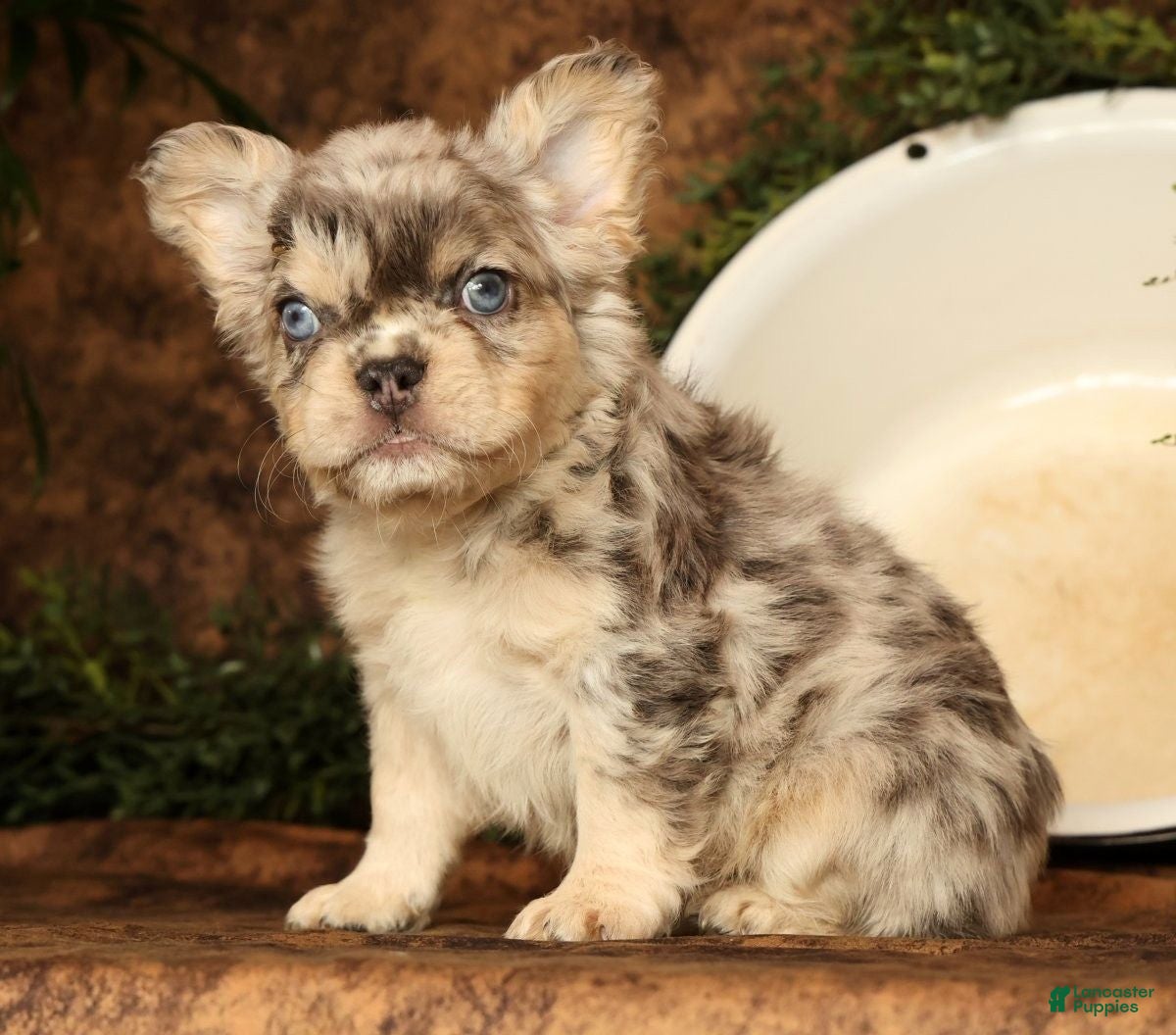 French Bulldog dogs for sale: Lonnie - Ad 5