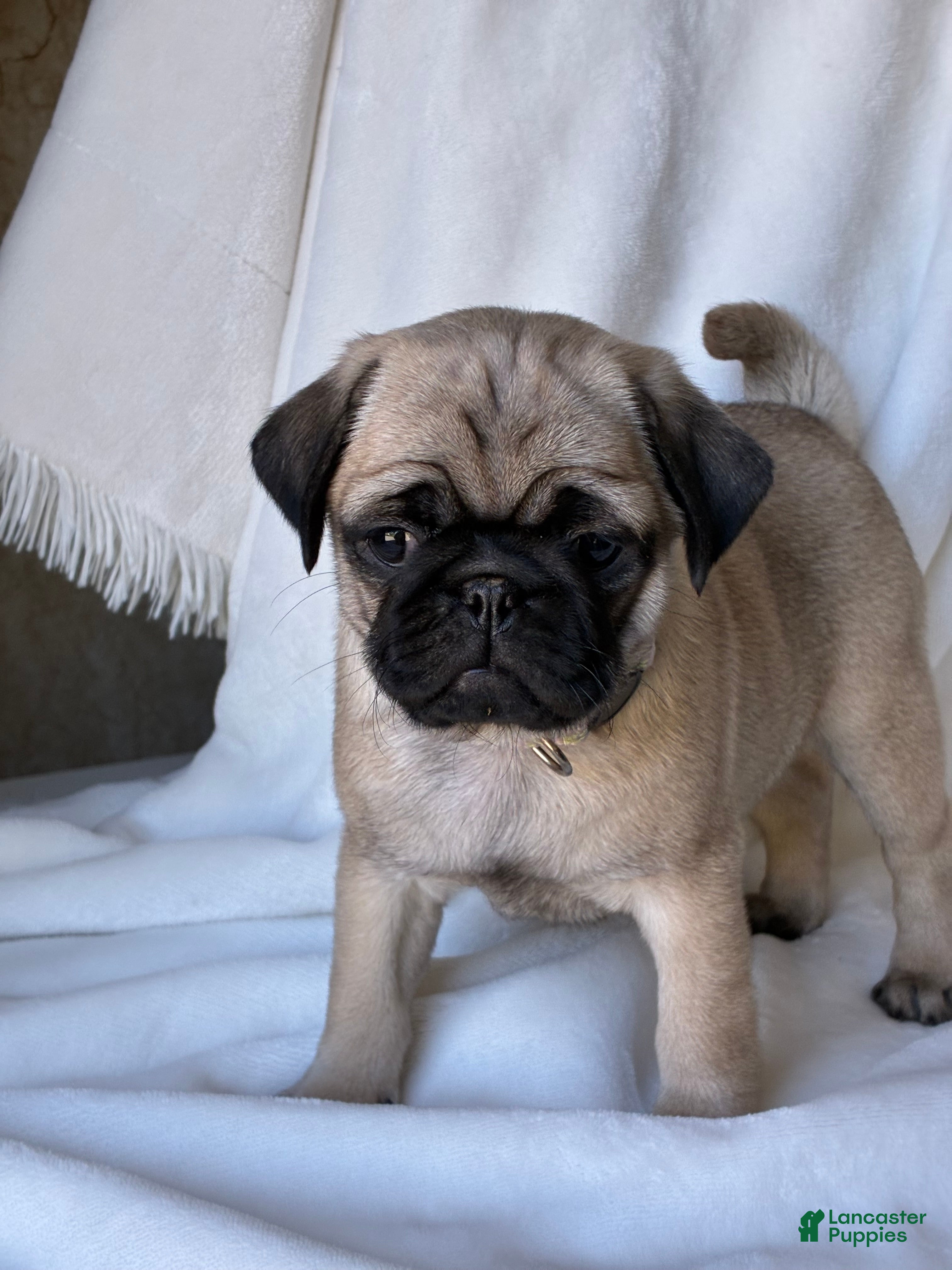 Pug dogs Addie - Ad 2