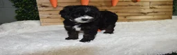 Cavapoo dogs for sale: Bristol - Ad 2
