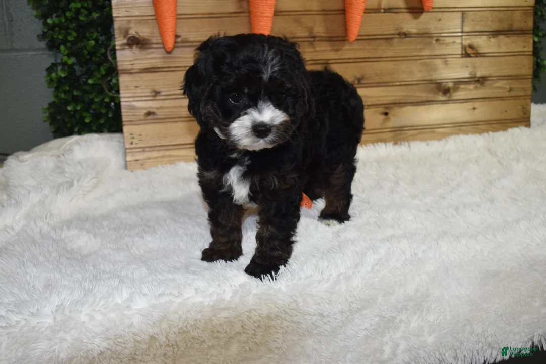 Cavapoo dogs for sale: Bristol - Ad 2