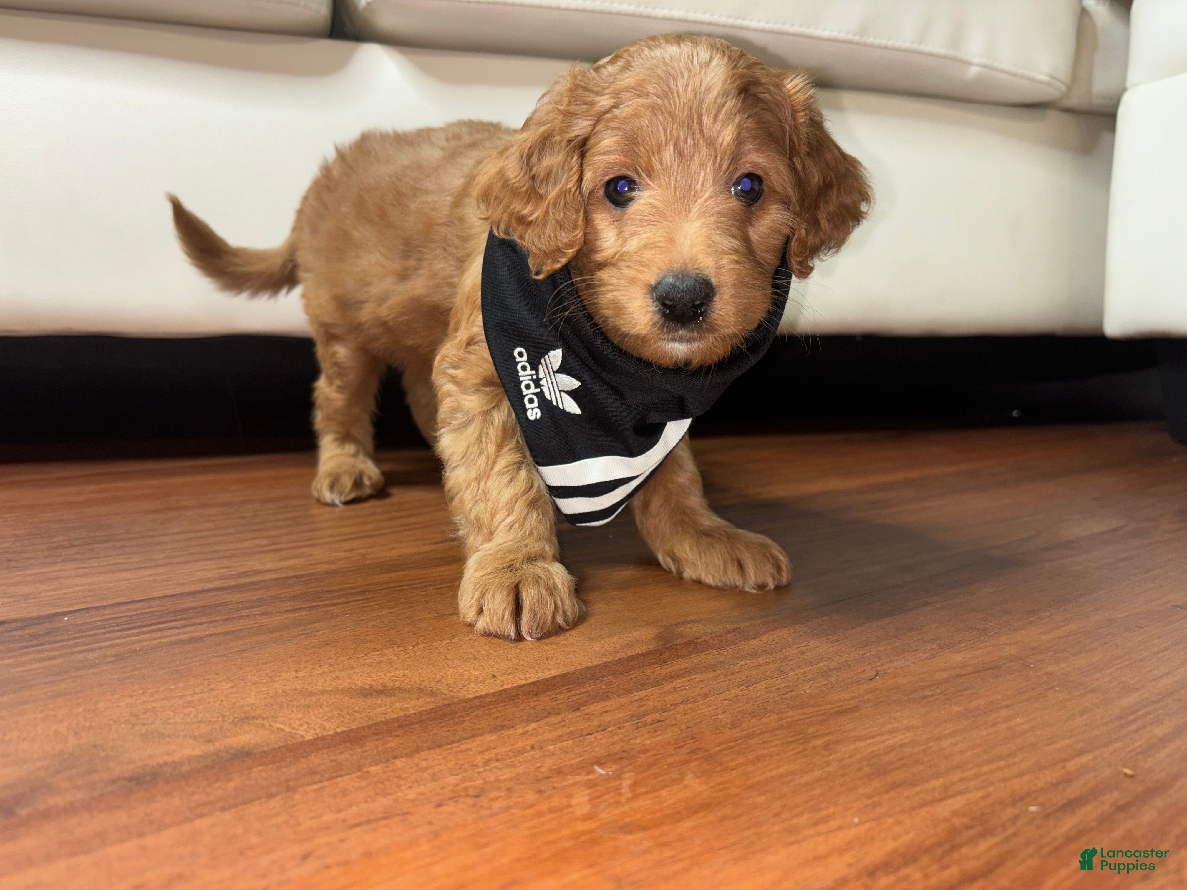 Mini Goldendoodle dogs for sale: Ruby  - Ad 7