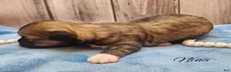 Mixed Breed dogs for sale: Nina - Ad 13