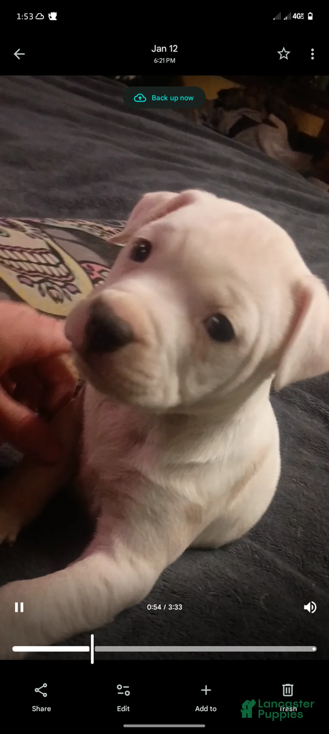 American Staffordshire Terrier dogs for sale: American Staffordshire Terrier Puppy 6 - Ad 6