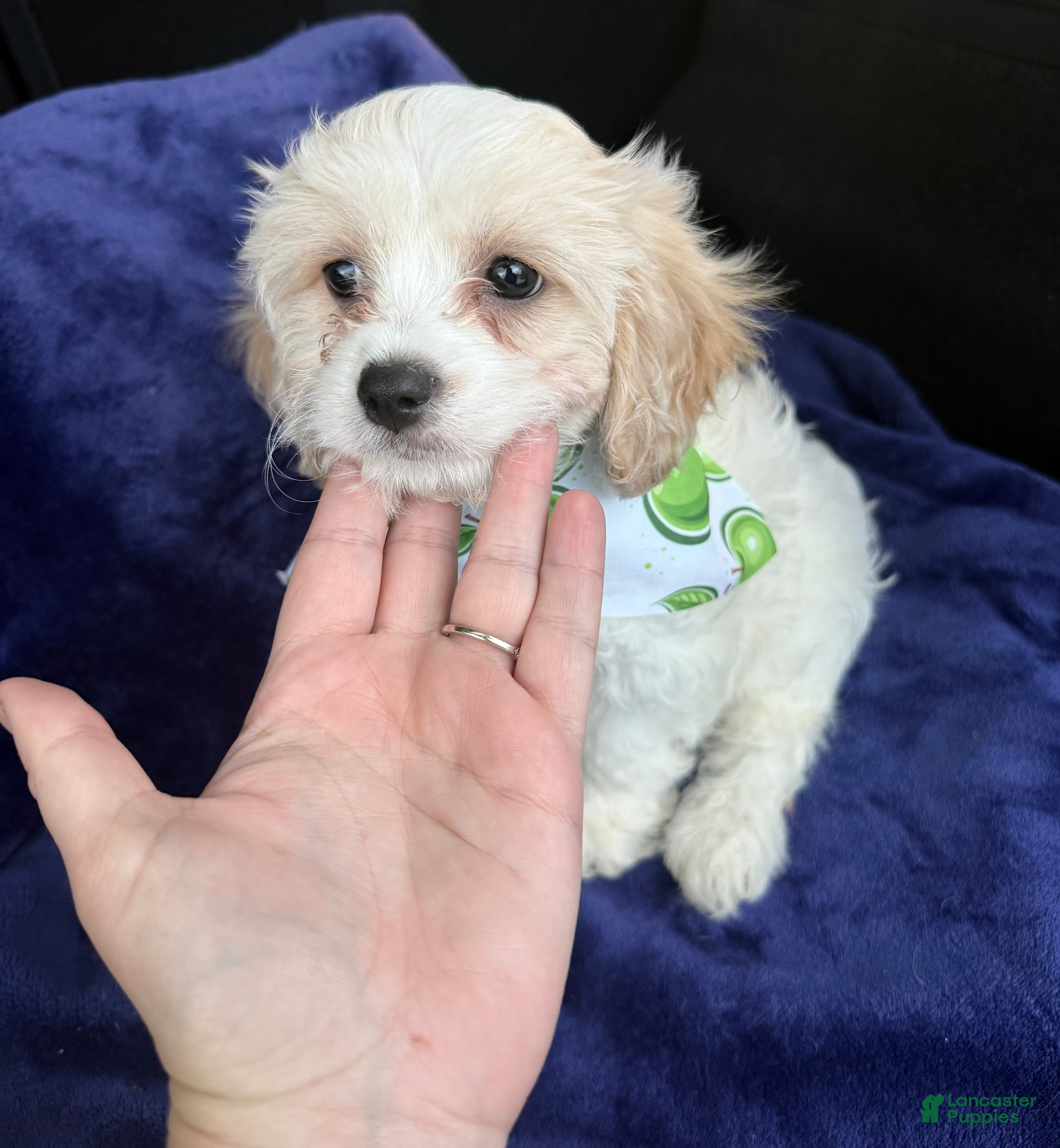Cavachon dogs Cavachon Puppy 1 - Ad 1