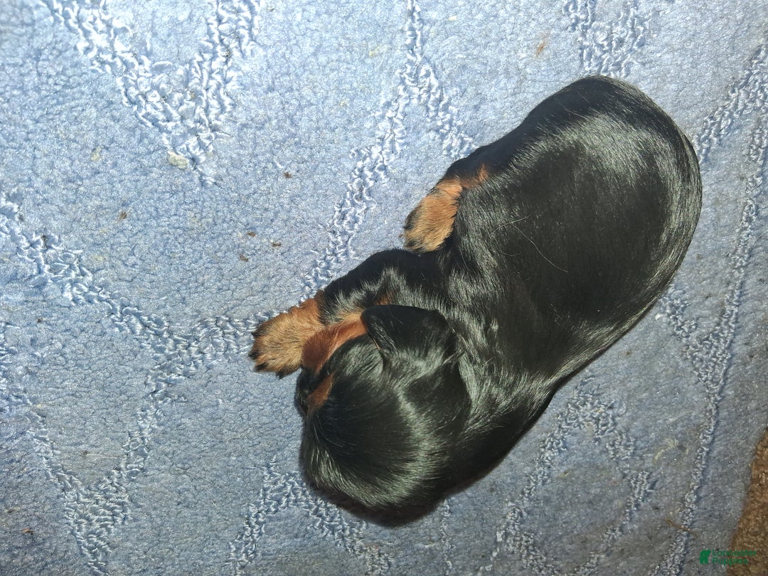 Cavalier King Charles Spaniel dogs for sale: Sebastian - Ad 4