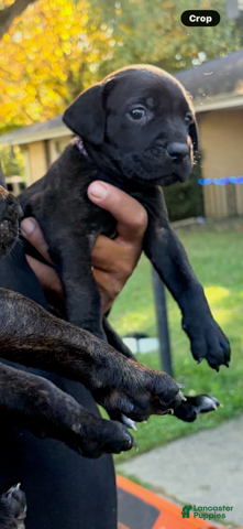 Cane Corso dogs for sale: Miss Raven - Ad 2