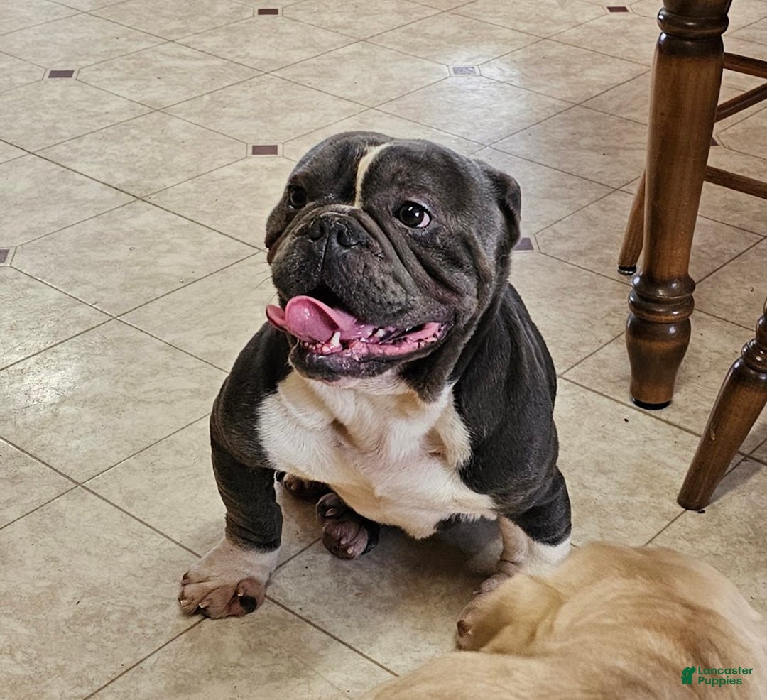 Mixed Breed dogs for sale: Blue Twist - Ad 11