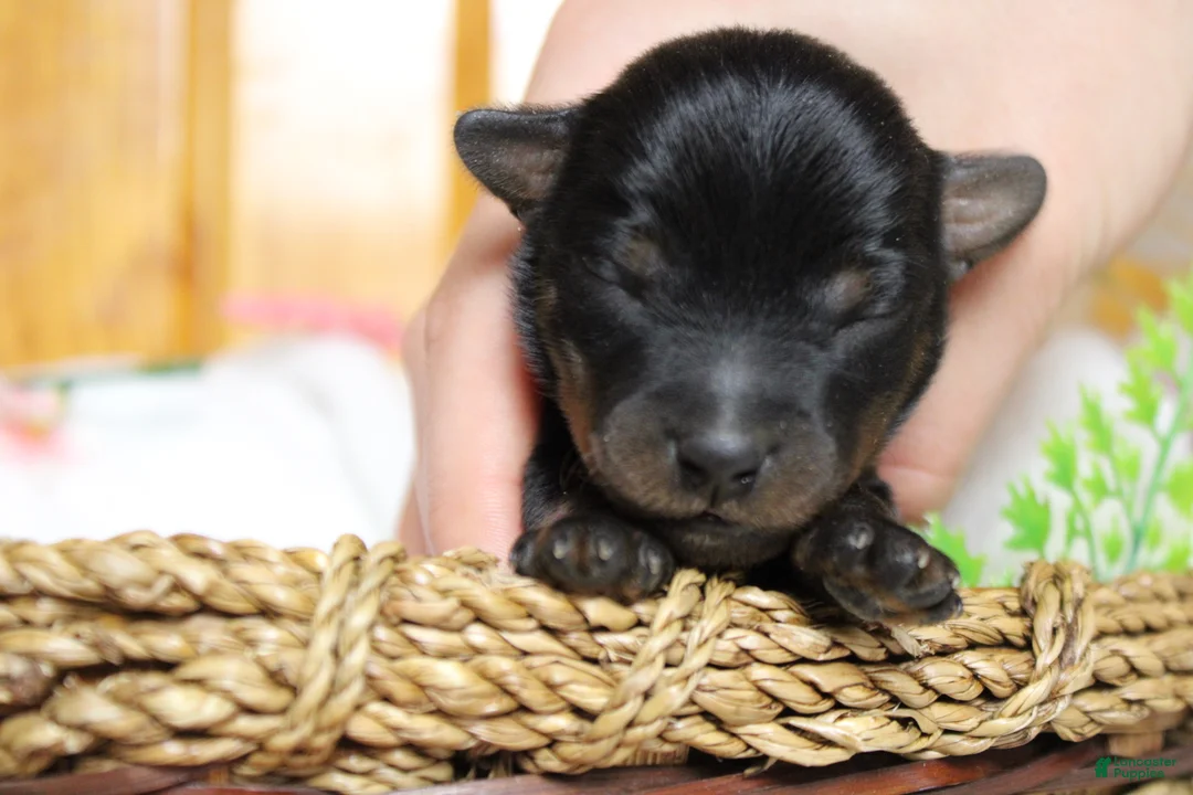 Yorkiepoo dogs for sale: Toughy - Ad 2