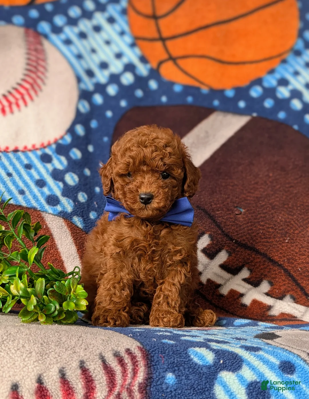 Toy Poodle dogs for sale: Granger - Ad 2