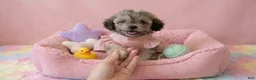 Maltipoo dogs for sale: BURBERRY  - Ad 4