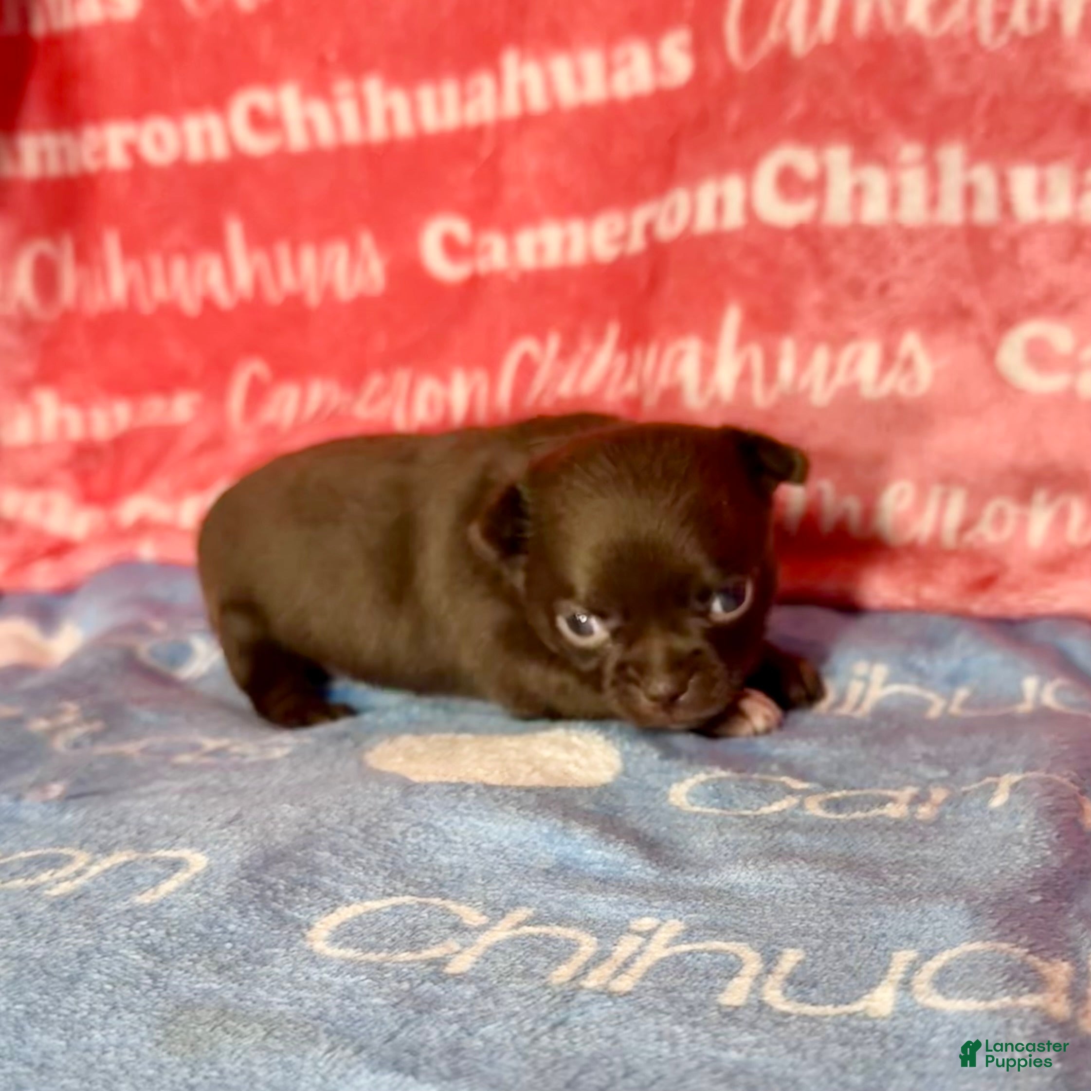Chihuahua dogs for sale: Shoko Chocolate Short Coat - Ad 1