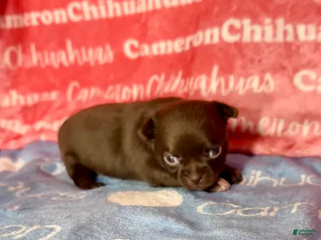 Chihuahua dogs for sale: Shoko Chocolate Short Coat - Ad 1