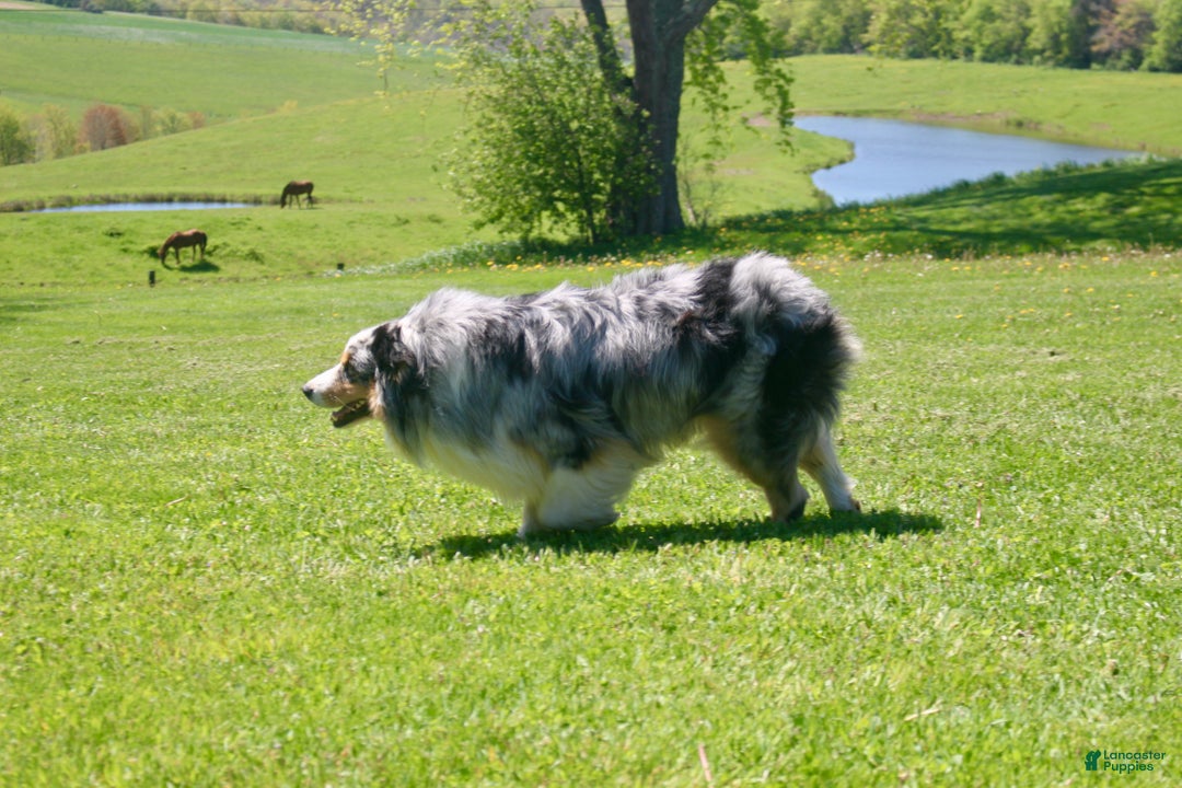 Mixed Breed dogs for sale: Mixed Breed Puppy 3 - Ad 5