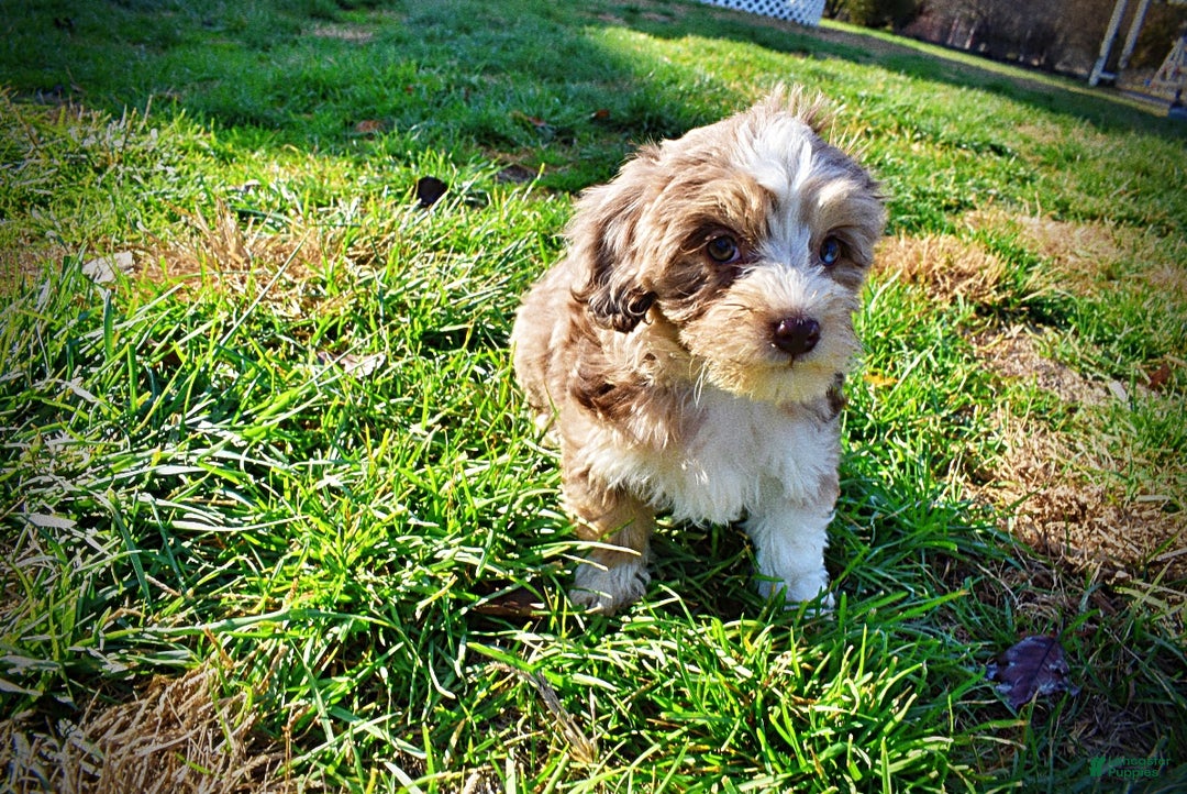 Havapoo dogs for sale: Oakley - Ad 13