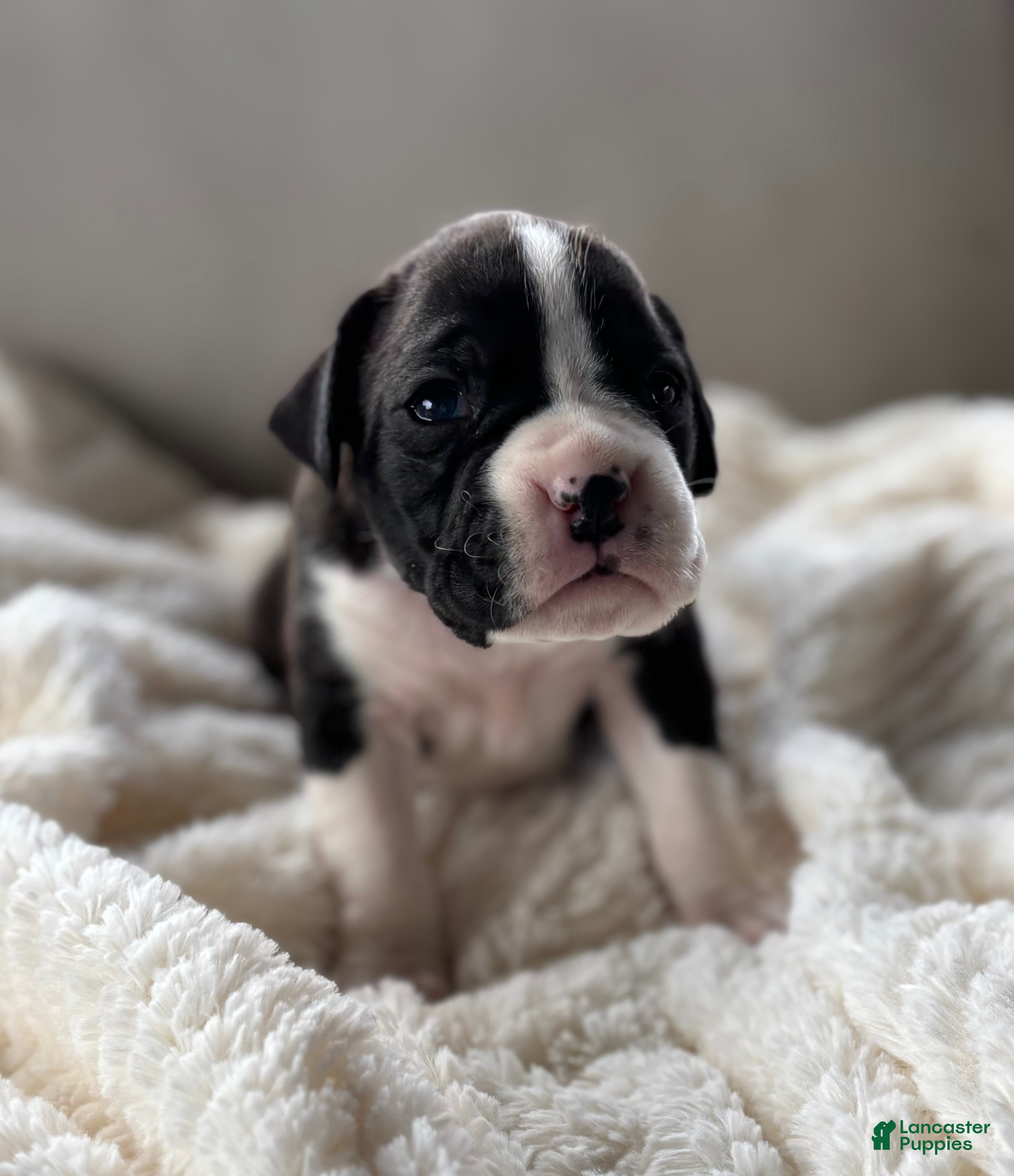 Boxer dogs Penelope  - Ad 2