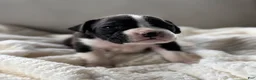 Boxer dogs for sale: Penelope  - Ad 2