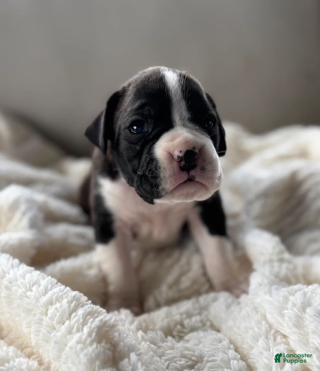 Boxer dogs for sale: Penelope  - Ad 2