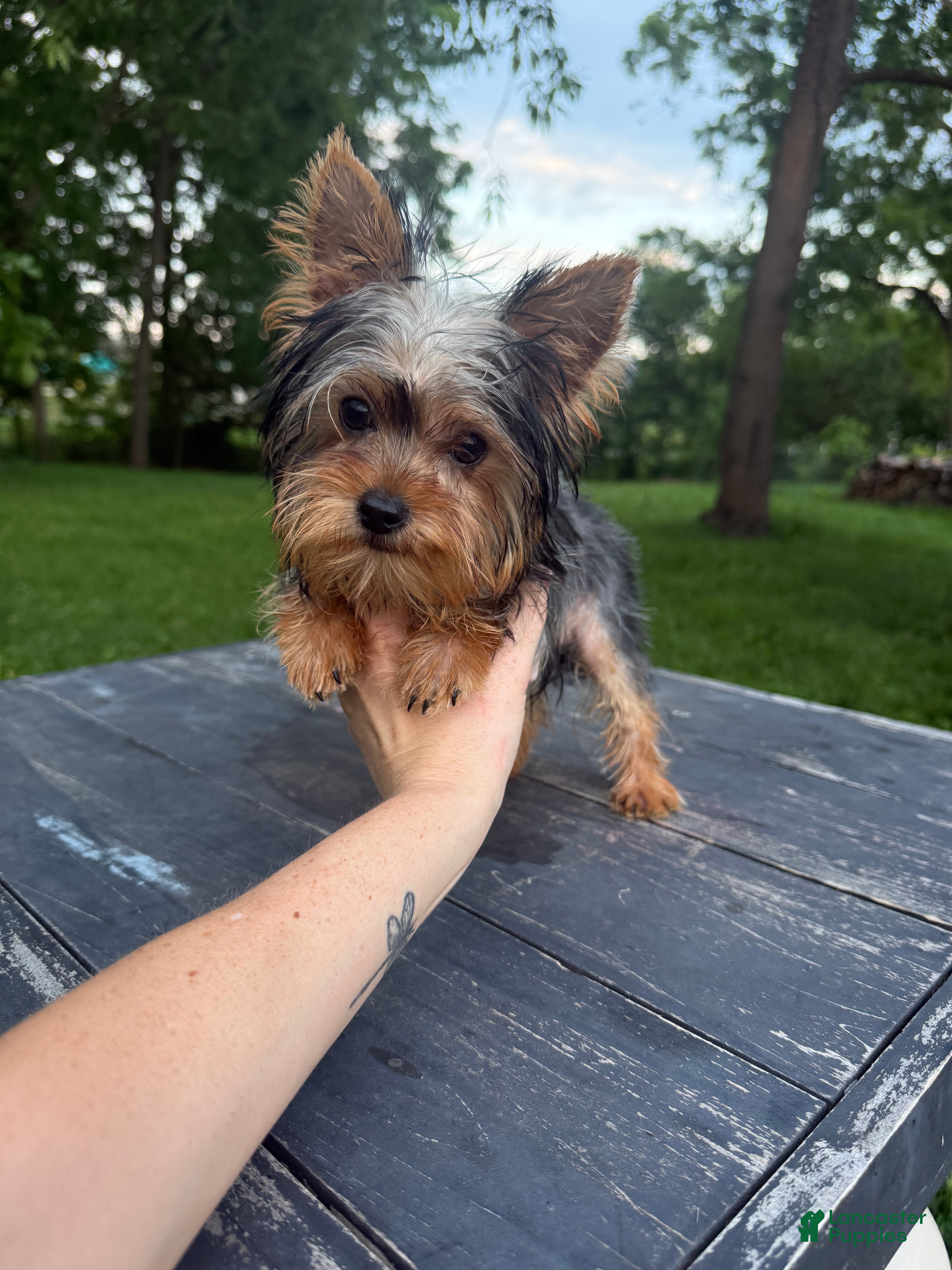 Yorkshire Terrier dogs Winnie - Ad 2