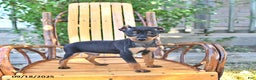 Miniature Pinscher dogs for sale: Timbo - Ad 3
