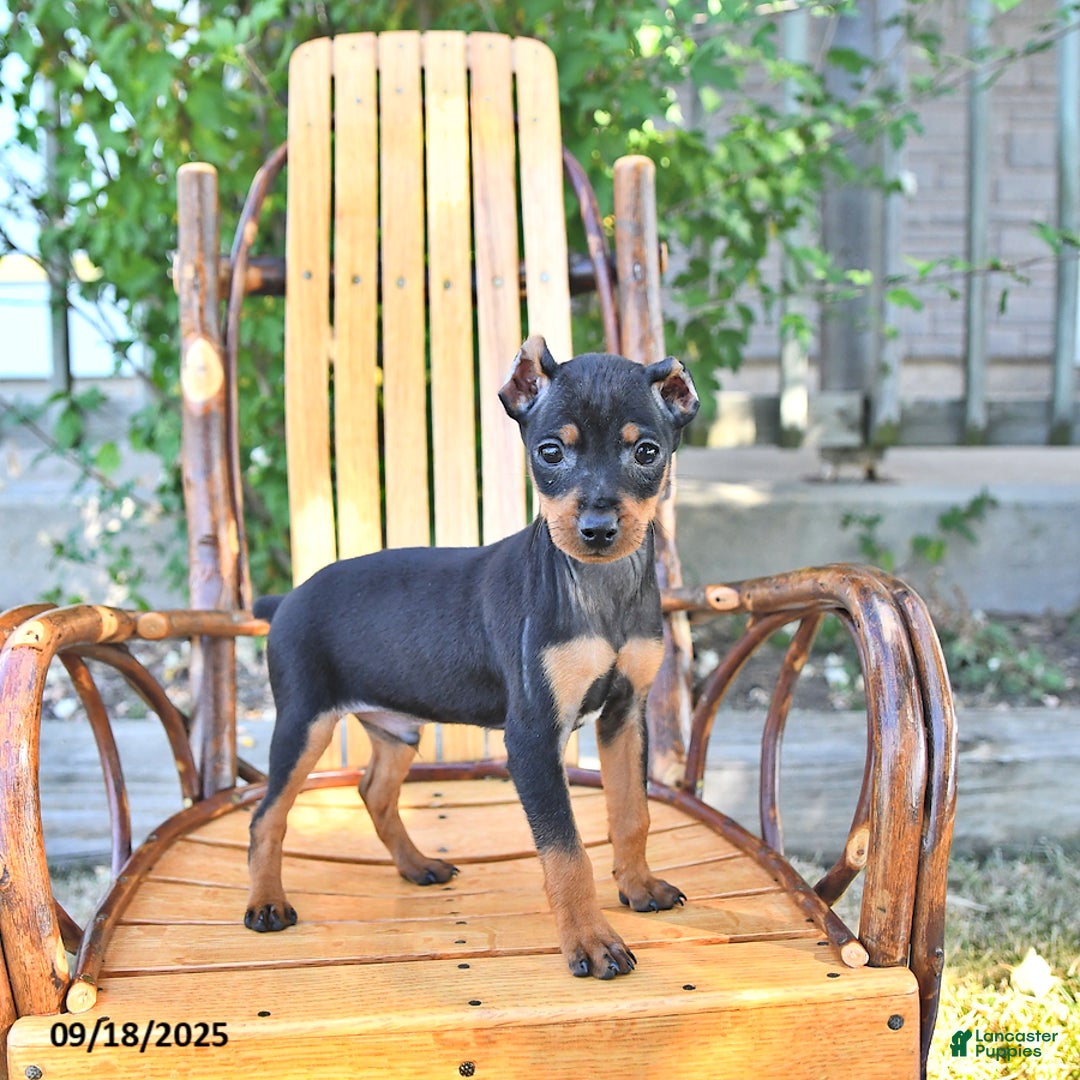 Miniature Pinscher dogs for sale: Timbo - Ad 3