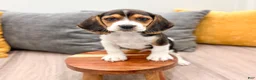Beagle dogs for sale: Snickers - Ad 2