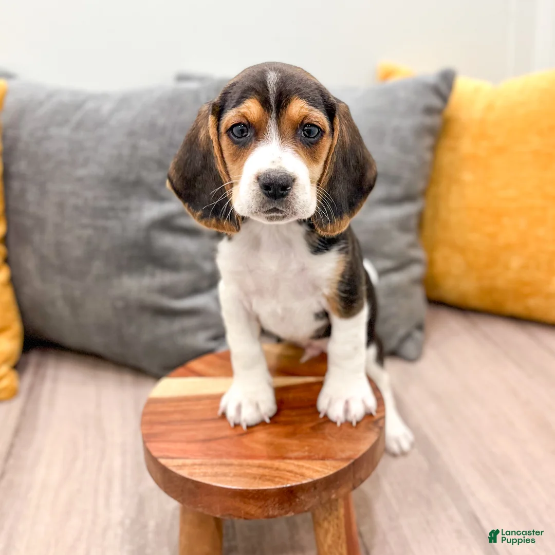 Beagle dogs for sale: Snickers - Ad 2