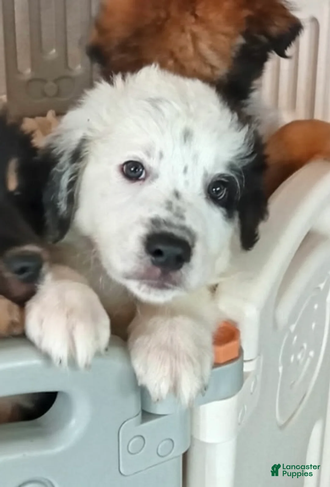 Mixed Breed dogs for sale: Stone - Ad 1