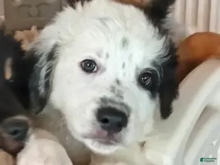 Mixed Breed dogs Stone - Ad 23