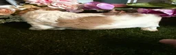 Mixed Breed dogs for sale: Girl 3 - Ad 4