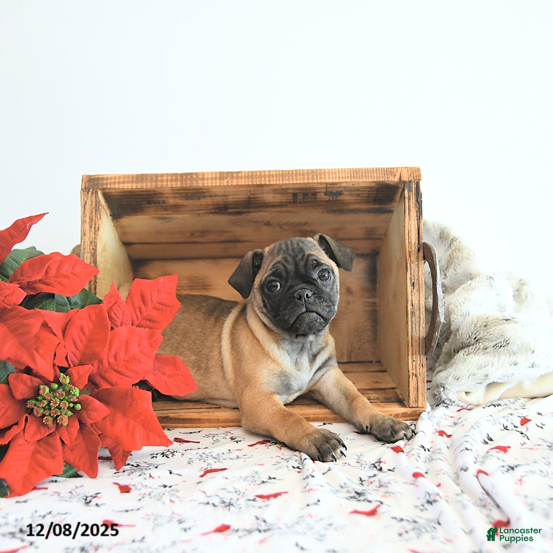 Jug dogs for sale: Marshal - Ad 4