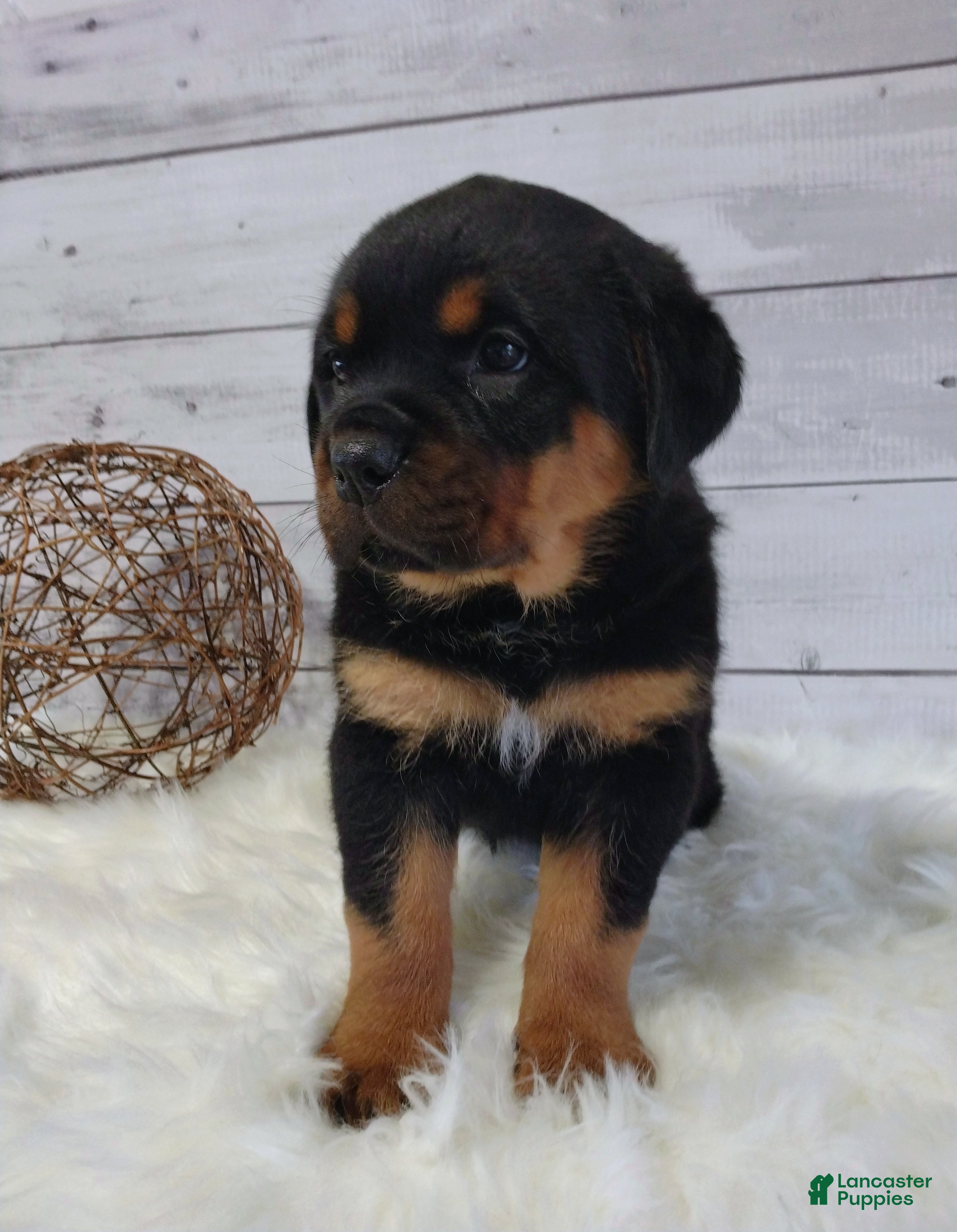 Rottweiler dogs Sophia  - Ad 2