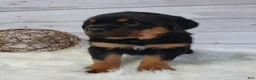 Rottweiler dogs for sale: Sophia  - Ad 2