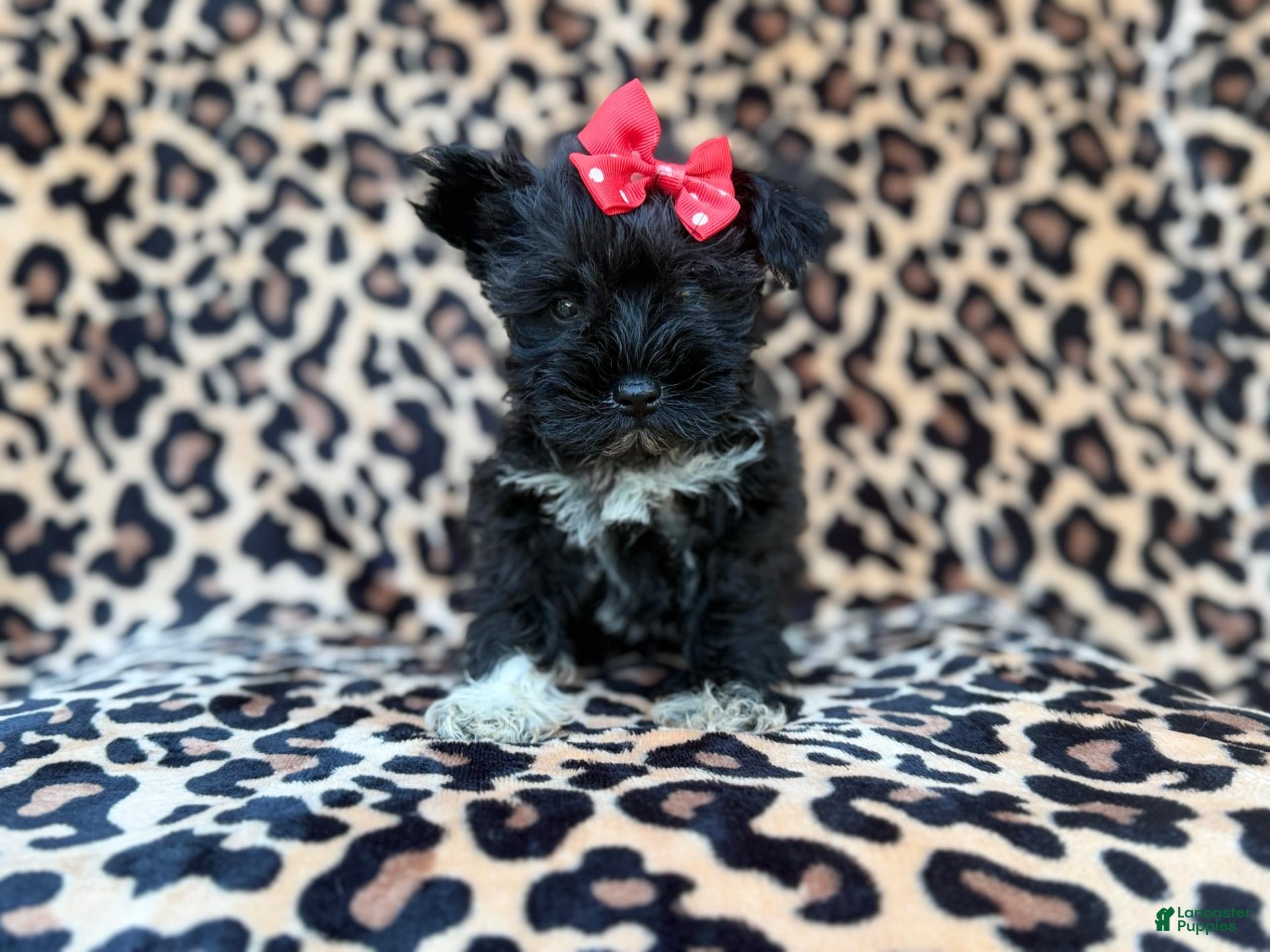 Miniature Schnauzer dogs Zelda - Ad 1