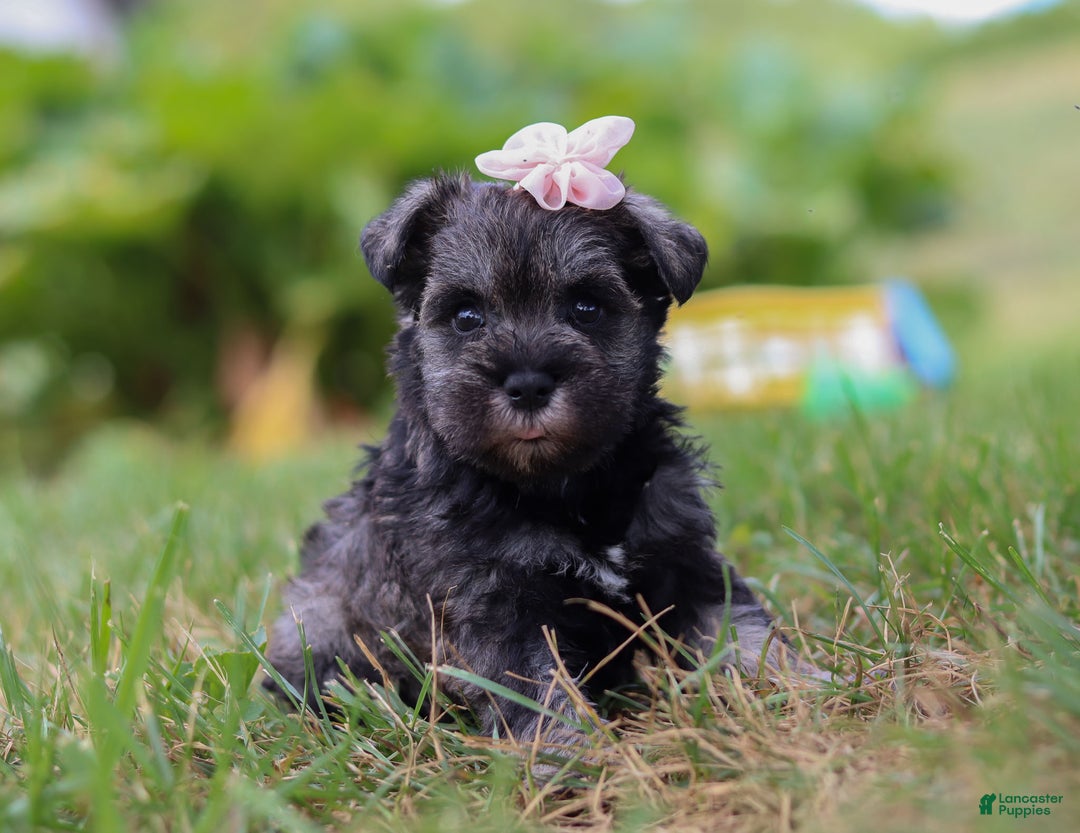 Miniature Schnauzer dogs for sale: Millie - Ad 23