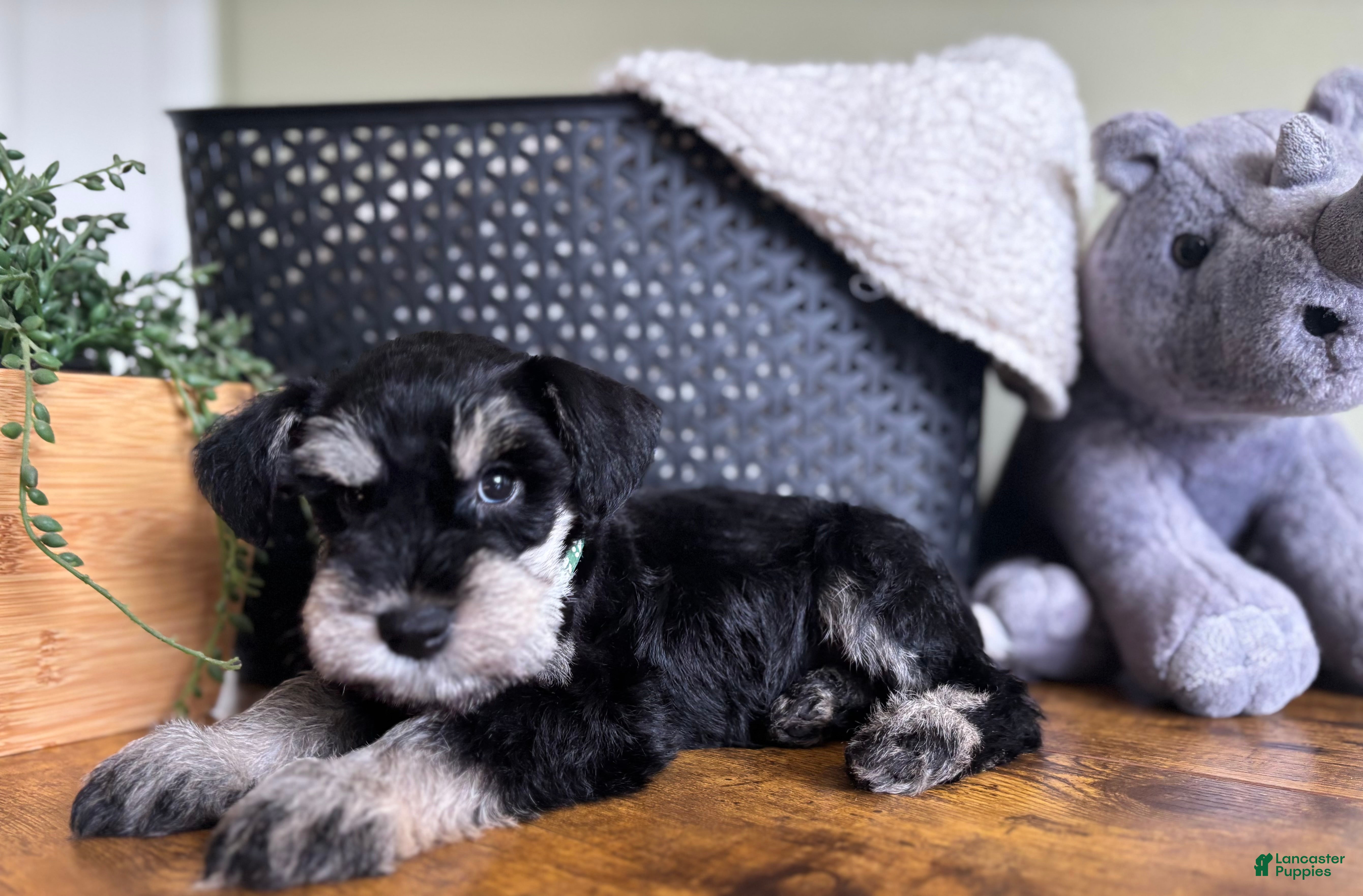 Miniature Schnauzer dogs Rocky - Ad 2