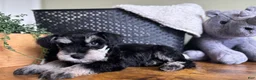 Miniature Schnauzer dogs for sale: Rocky - Ad 2