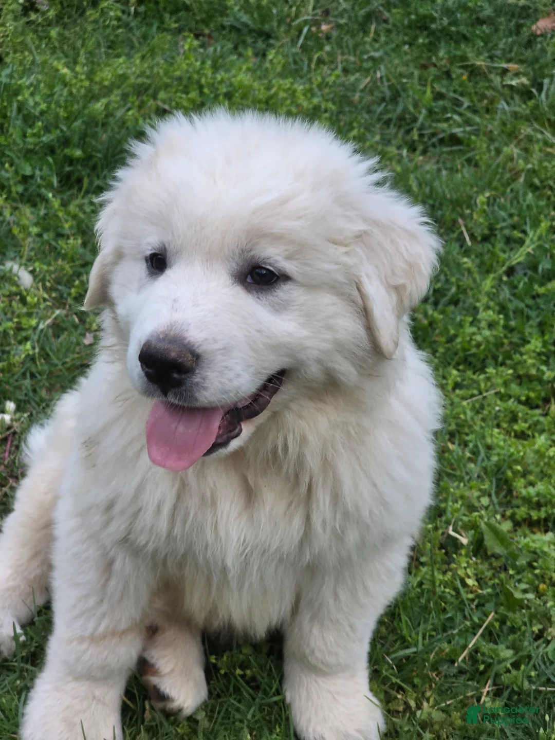 Great Pyrenees dogs for sale: Great Pyrenees Puppy 1 - Ad 1