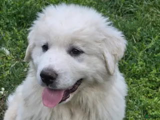 Great Pyrenees dogs Great Pyrenees Puppy 1 - Ad 9