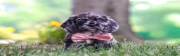 Cocker Spaniel dogs for sale: Gabby - Ad 6